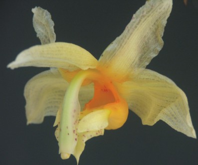 Stanhopea radiosa